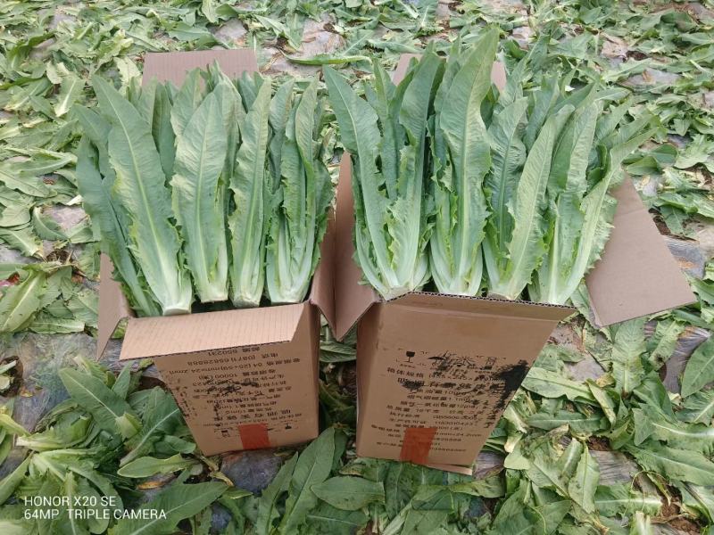 云南基地直供精品油麦菜现摘现发价格优惠货量充足欢迎咨询