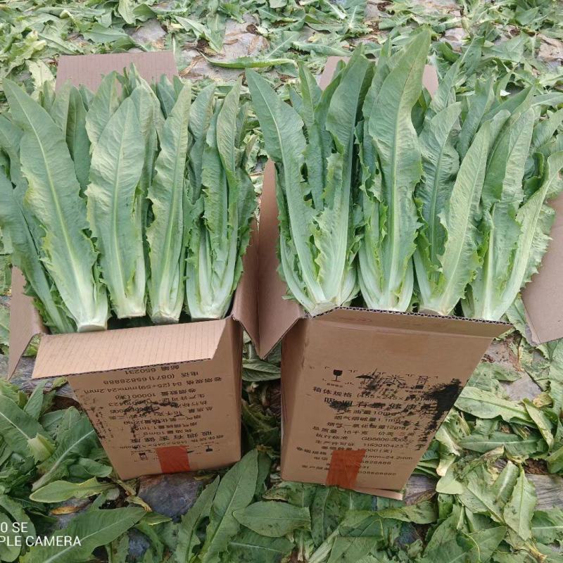 云南基地直供精品油麦菜现摘现发价格优惠货量充足欢迎咨询