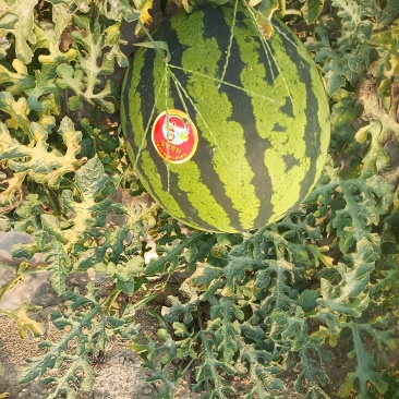 西瓜