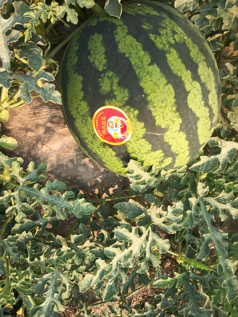 西瓜