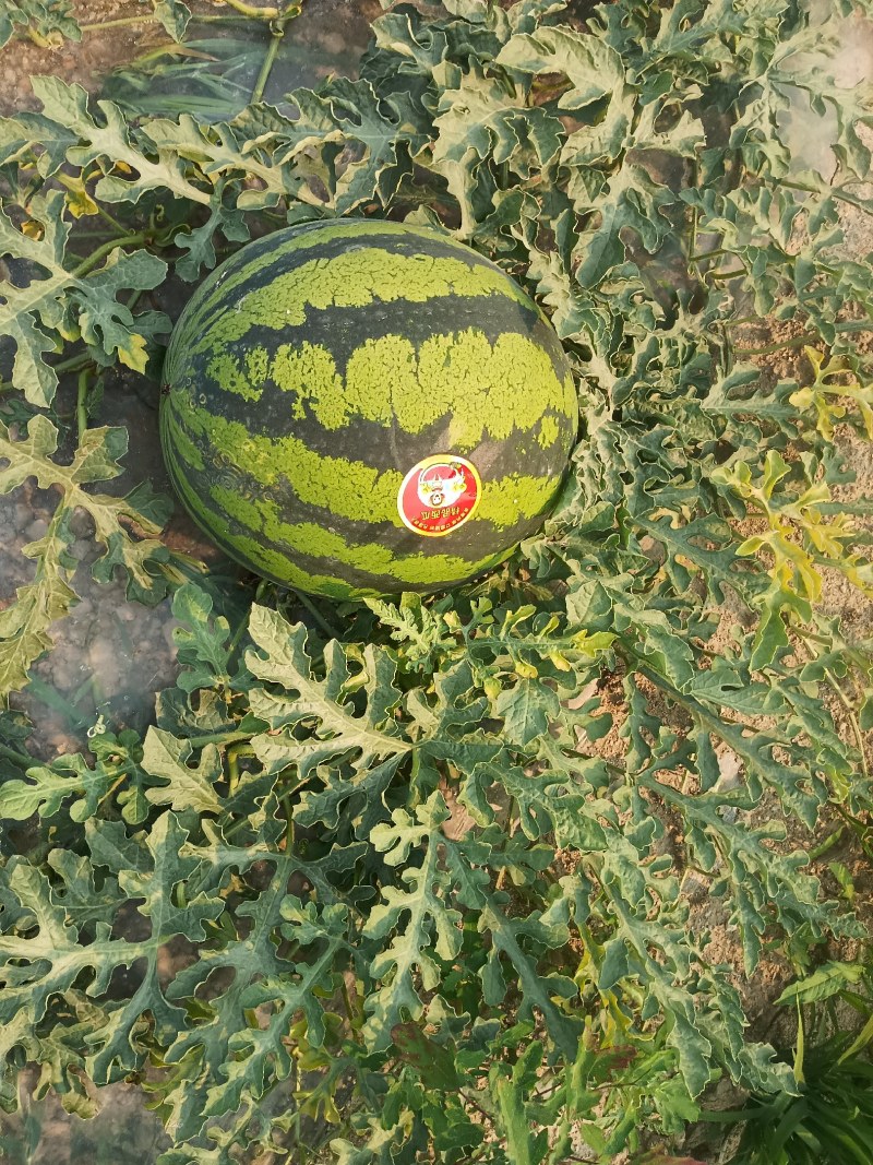 西瓜
