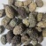 野西瓜冷背奇药材,外用药材大量有货,需要联系我