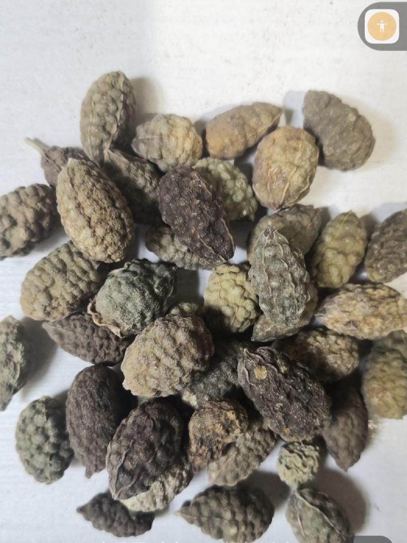 野西瓜冷背奇药材，外用药材大量有货，需要联系我