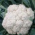 白花菜花1斤适中乳白