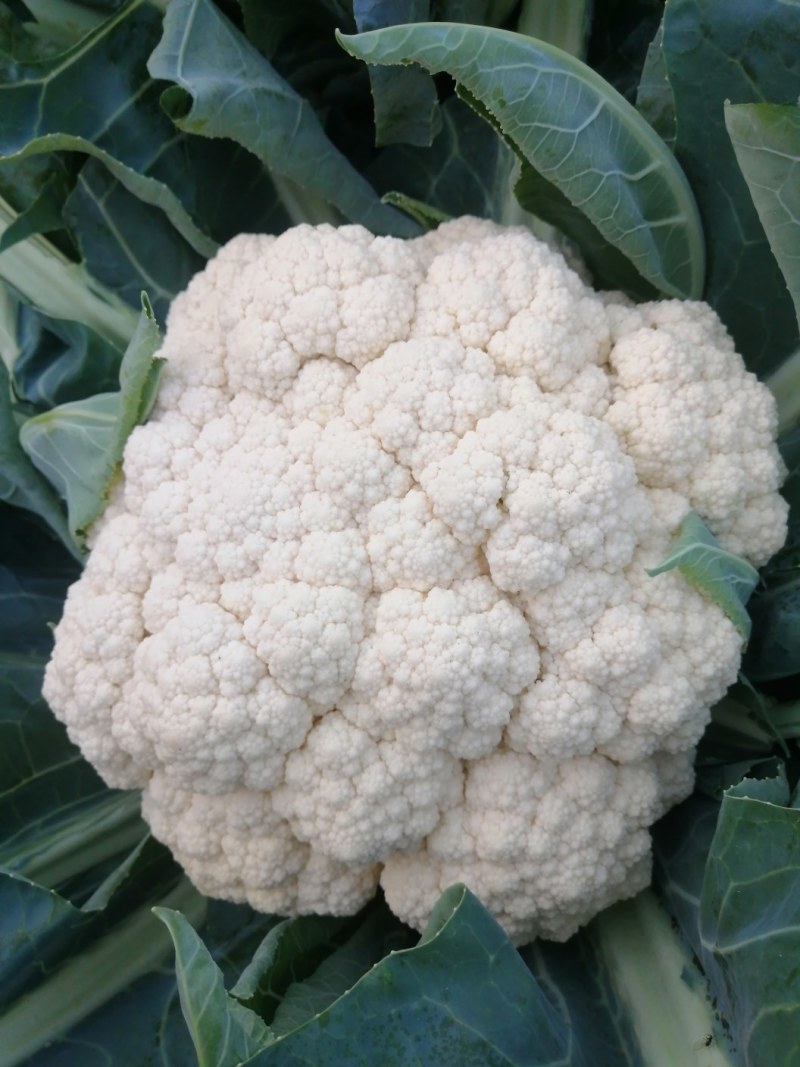 白花菜花1斤适中乳白
