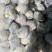 白花菜花1斤适中乳白