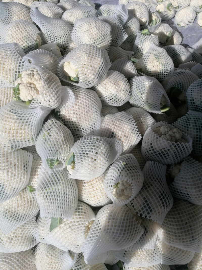 白花菜花1斤适中乳白