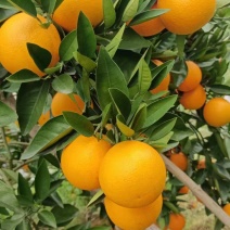 正宗广西桂林夏橙，酸甜可口