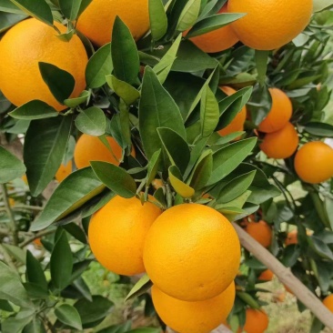 正宗广西桂林夏橙，酸甜可口