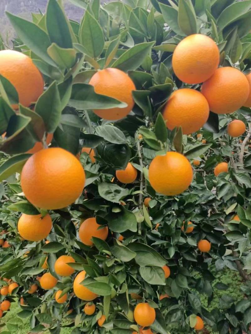 正宗广西桂林夏橙，酸甜可口