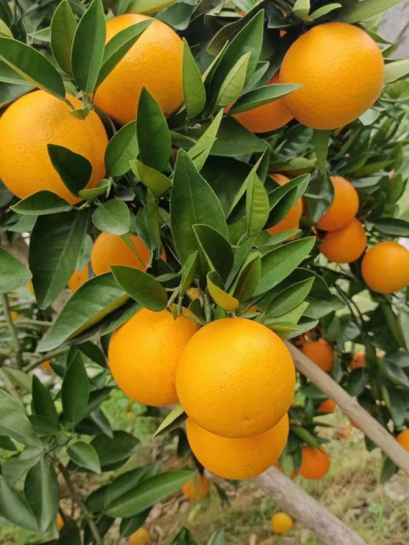 正宗广西桂林夏橙，酸甜可口