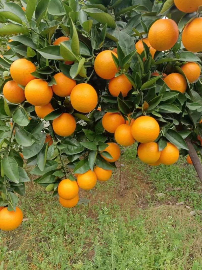 正宗广西桂林夏橙，酸甜可口