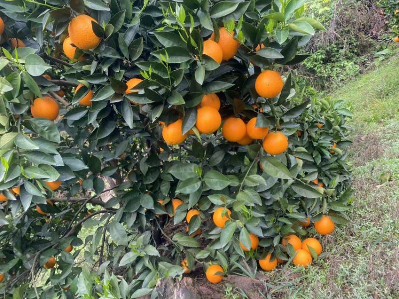 正宗广西桂林夏橙，酸甜可口
