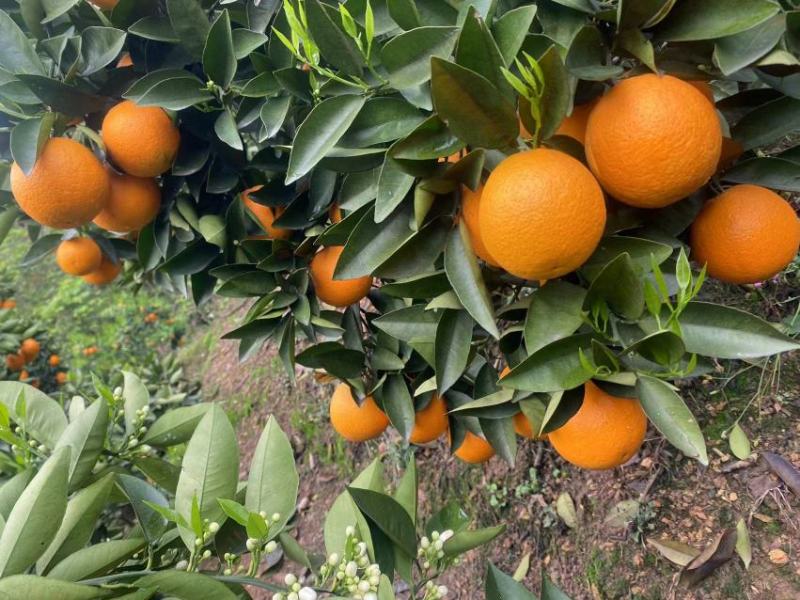 正宗广西桂林夏橙，酸甜可口