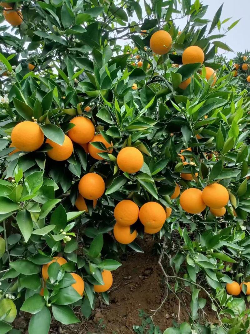 正宗广西桂林夏橙，酸甜可口
