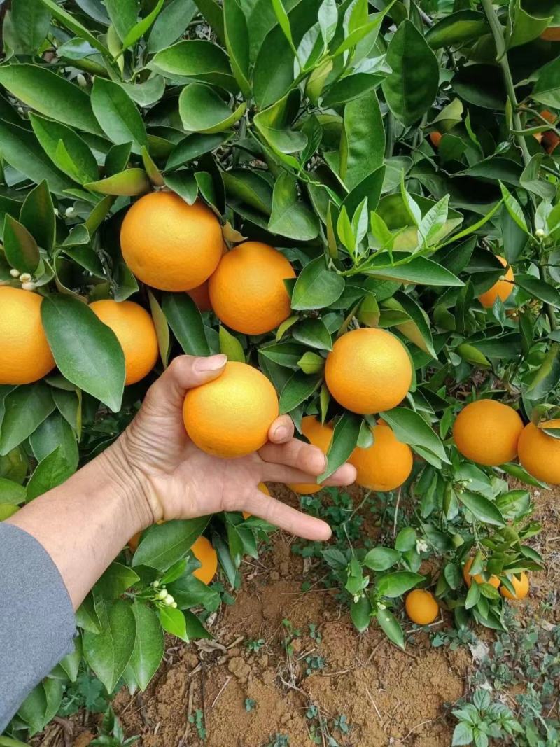 正宗广西桂林夏橙，酸甜可口