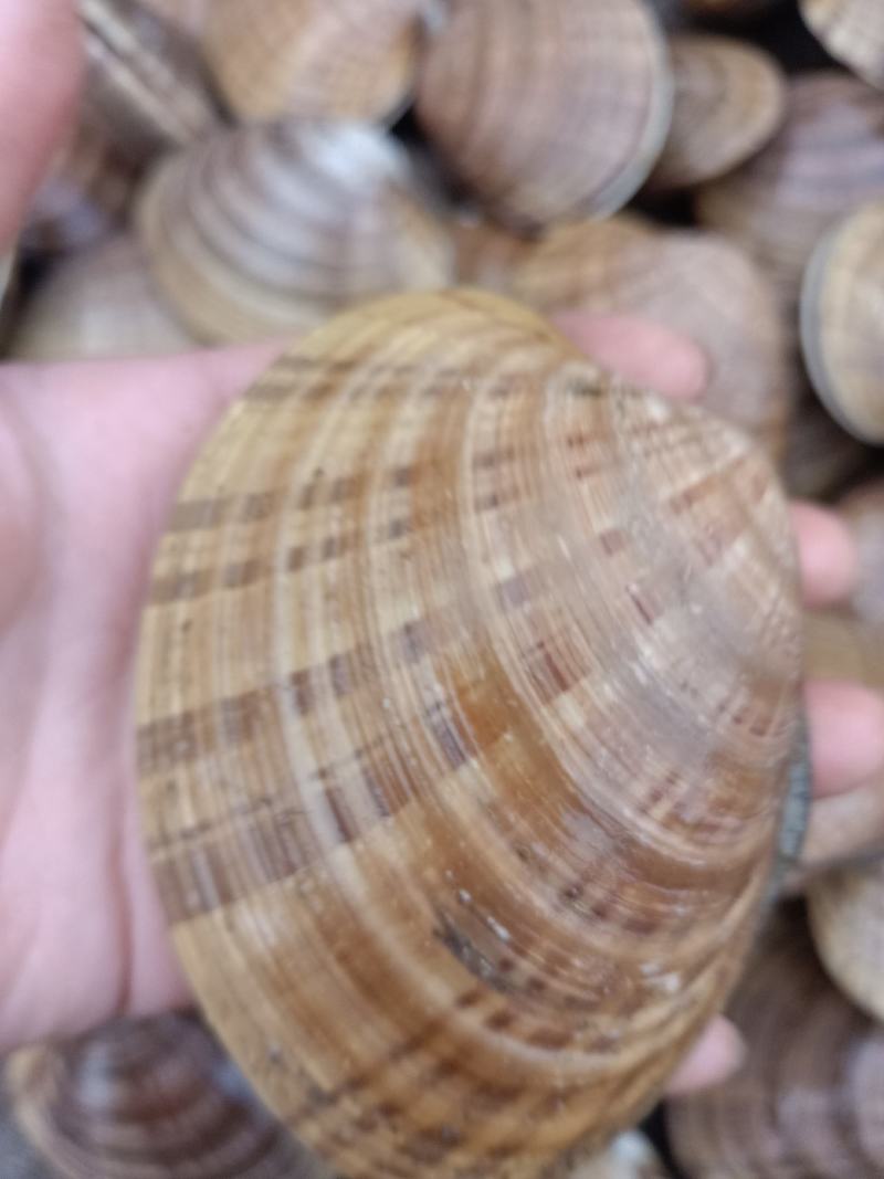 黄金贝