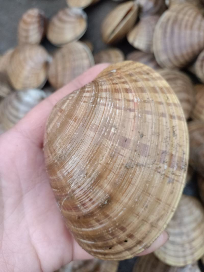 黄金贝