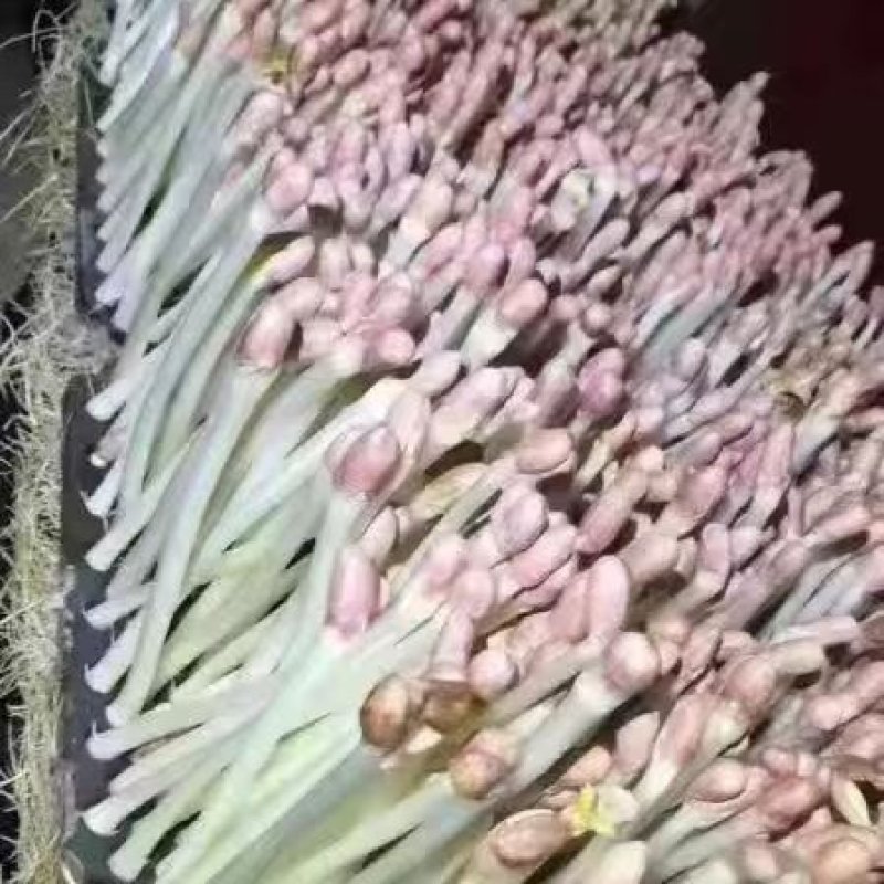 新鲜芽苗菜水培无土栽培菜营养丰富质量好无公害菜