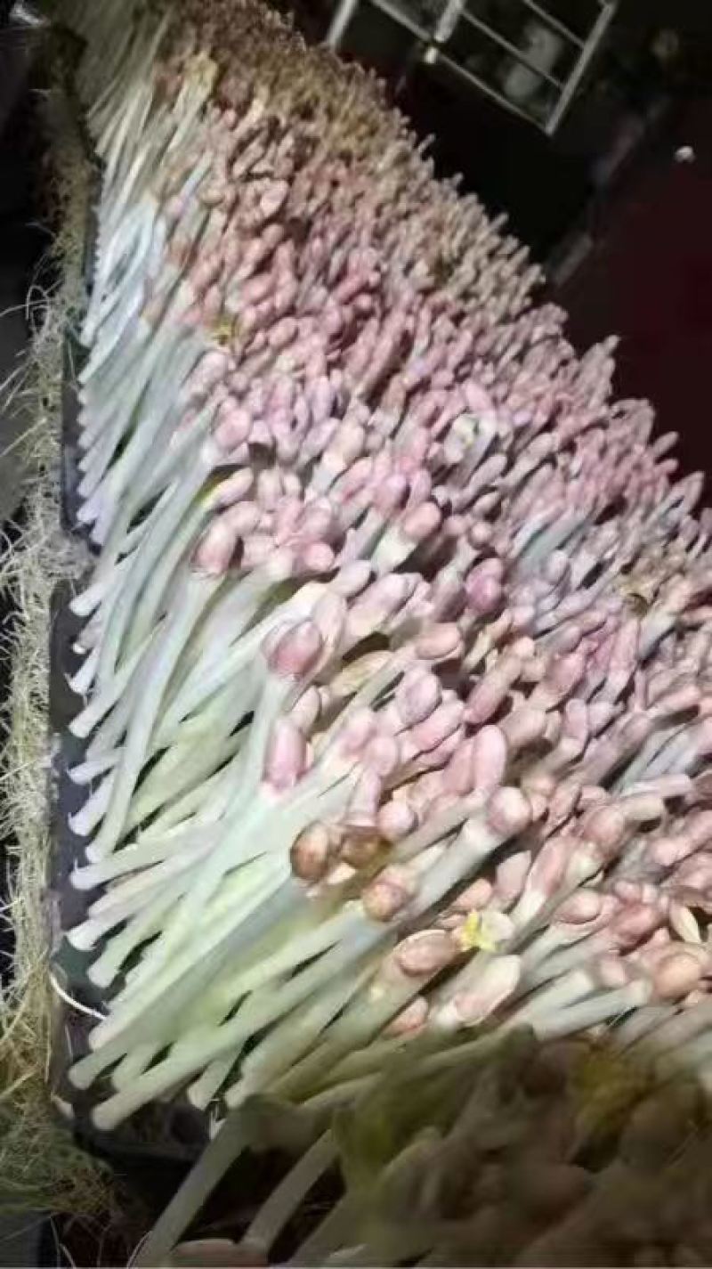 新鲜芽苗菜水培无土栽培菜营养丰富质量好无公害菜