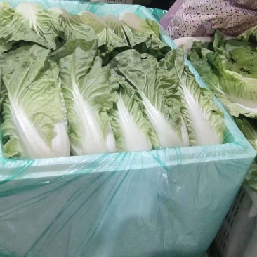 云南基地直供精品黄白菜现摘现发价格优惠货量充足可视频
