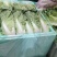 云南基地直供精品黄白菜现摘现发价格优惠货量充足可视频