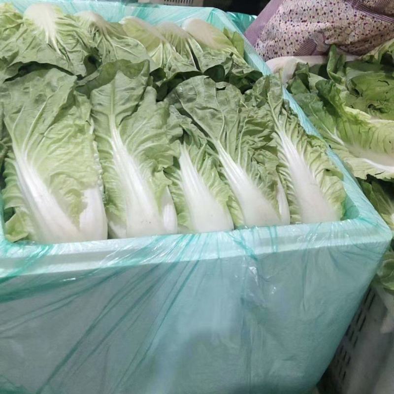 云南基地直供精品黄白菜现摘现发价格优惠货量充足可视频