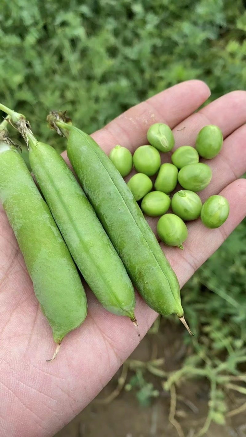 中豌9号，颗粒饱满，品质好