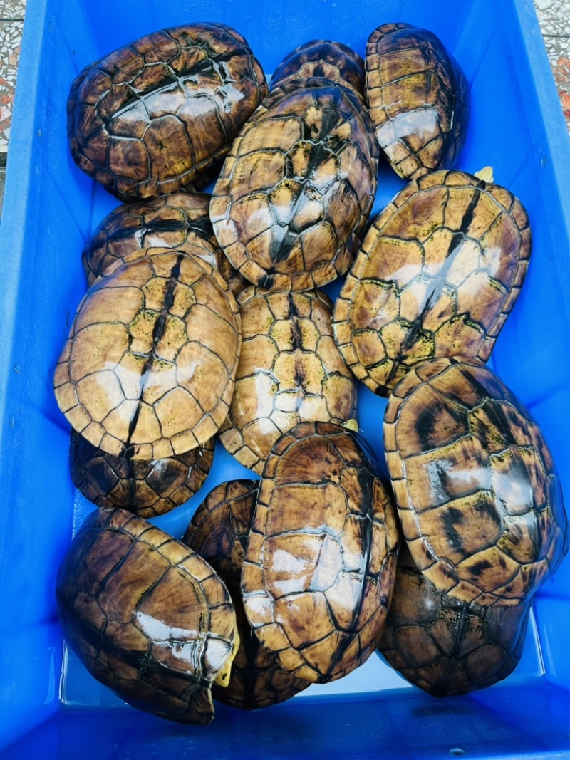 批发2斤起老南石龟，公母够配，龟健康，留种煲汤都可以