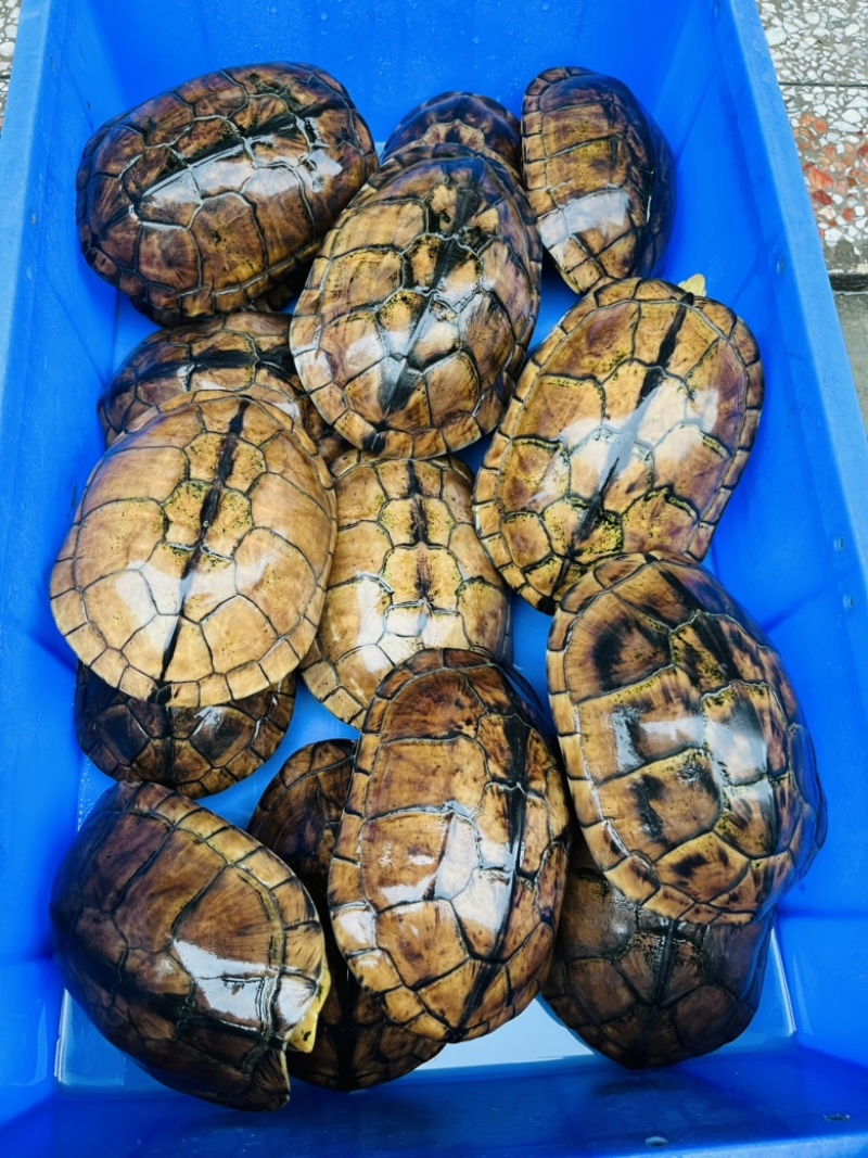 批发2斤起老南石龟，公母够配，龟健康，留种煲汤都可以