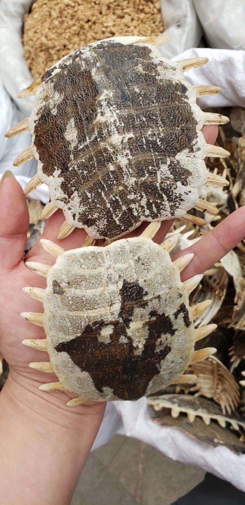 鳖甲中药材散装生鳘甲鱼壳鳖壳团鱼壳水洗干净不生虫一件代发