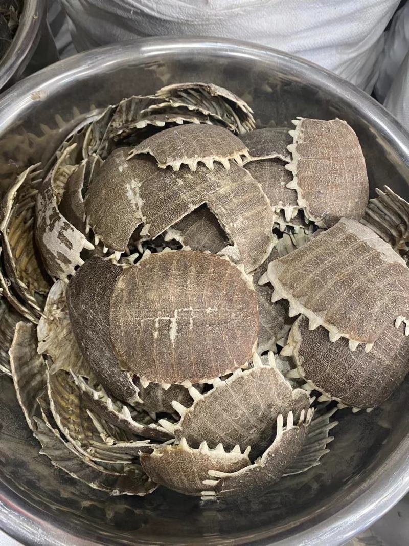 鳖甲中药材散装生鳘甲鱼壳鳖壳团鱼壳水洗干净不生虫一件代发