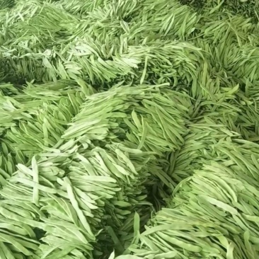精品扁豆电商产地直发品质保证代发全国市场欢迎考察