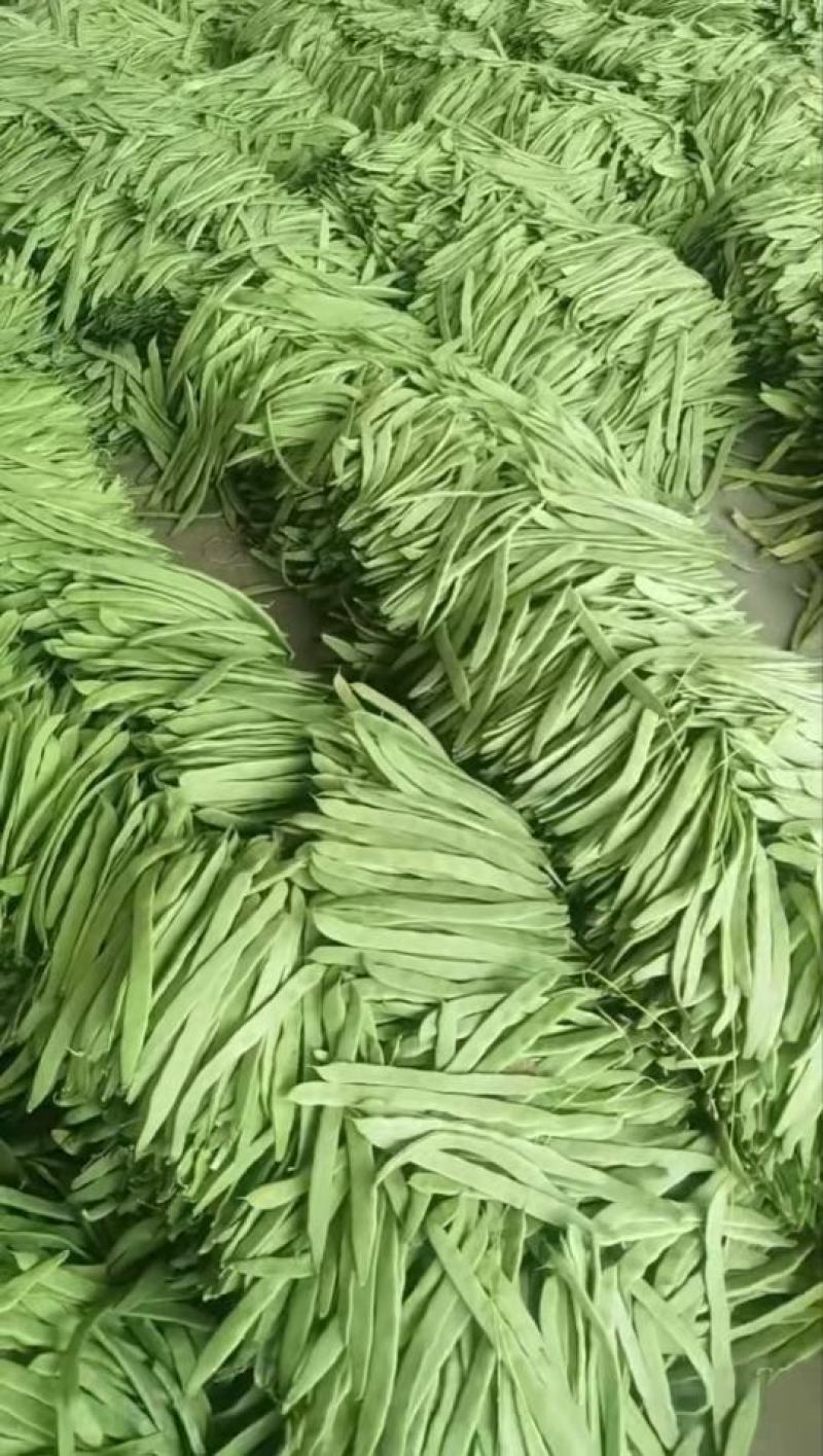 精品扁豆电商产地直发品质保证代发全国市场欢迎考察