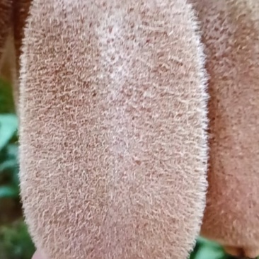 湘西猕猴桃