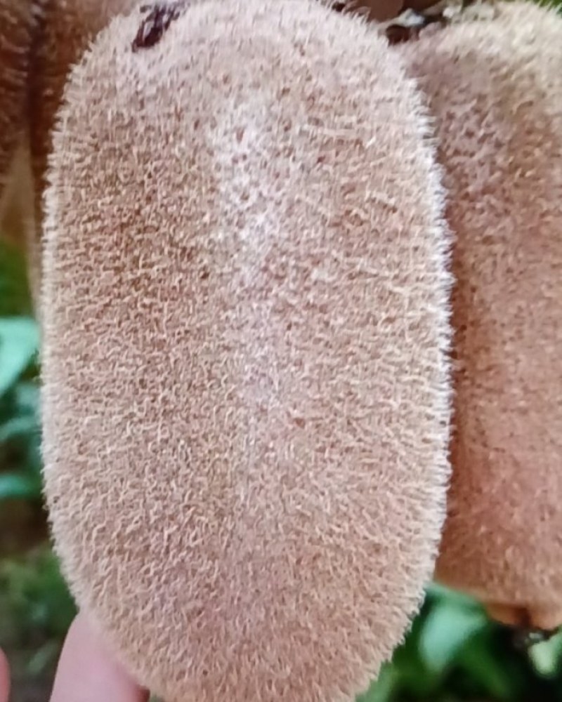 湘西猕猴桃
