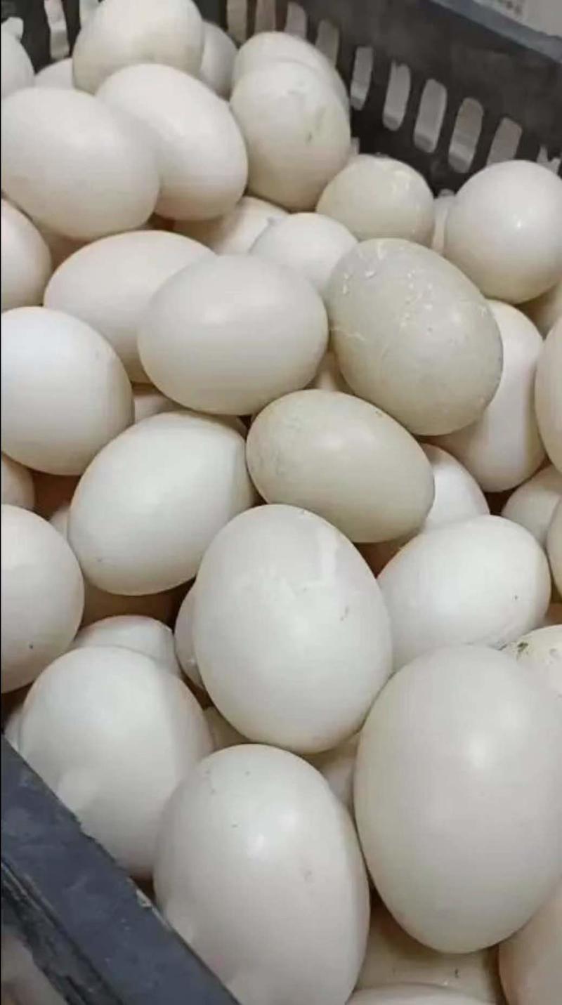 番鸭蛋林下养殖的新鲜番鸭蛋精品鸭蛋基地直发