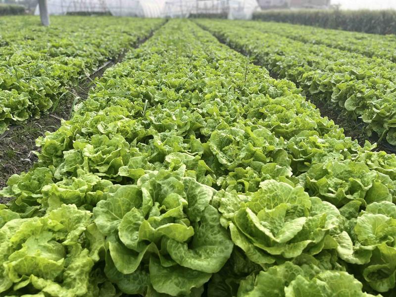 生菜！生菜🥬量大从优！一级一级一级！量大！