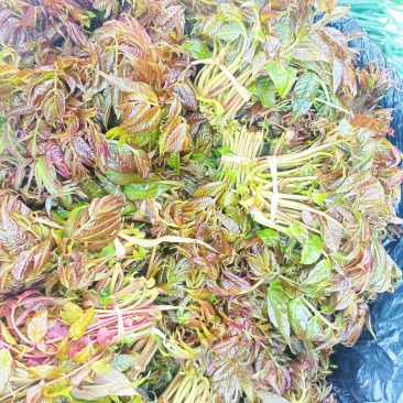 新鲜的香椿芽