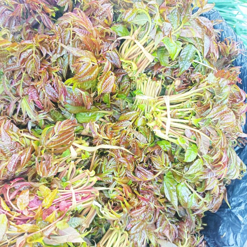 新鲜的香椿芽