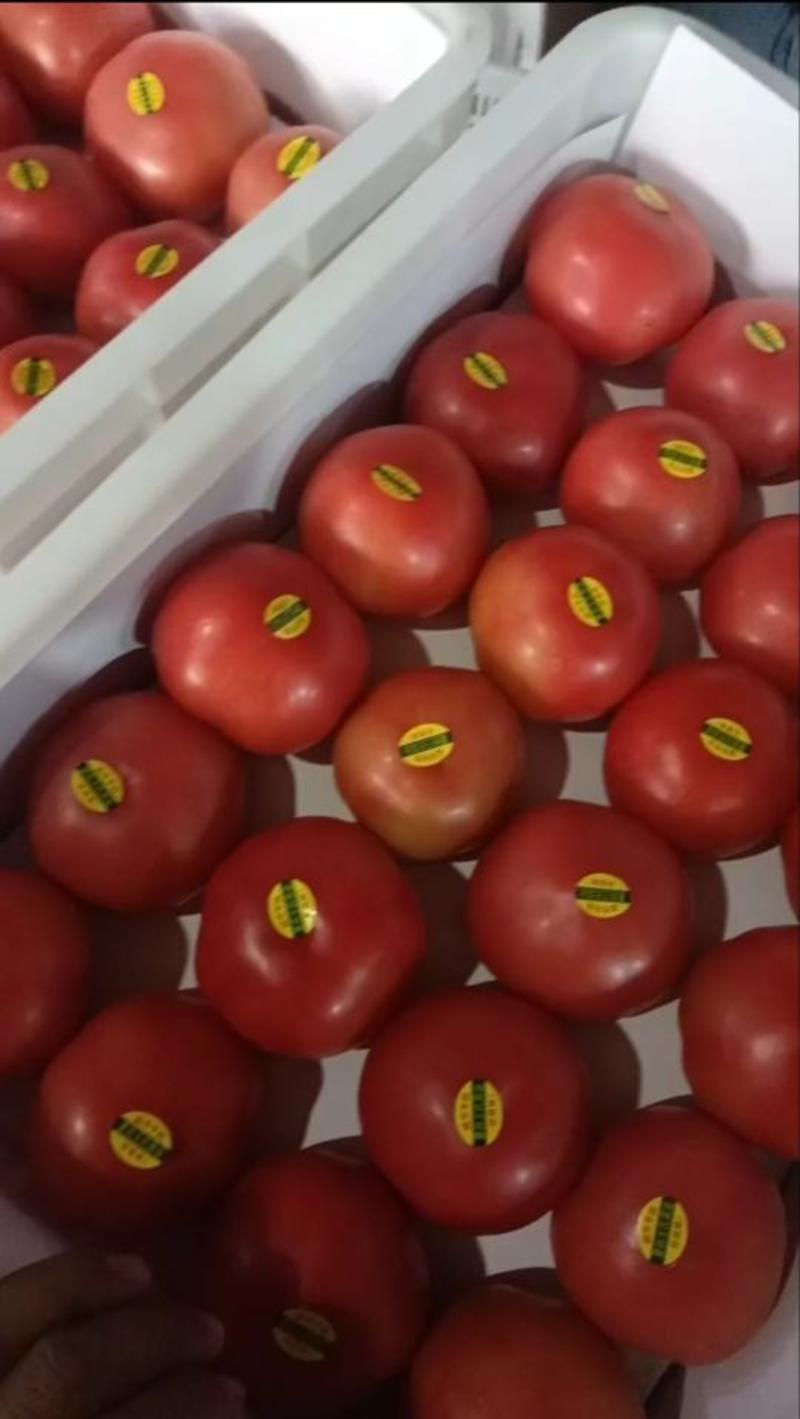 精品西红柿番茄红果粉果产地直发对接电商超市市场