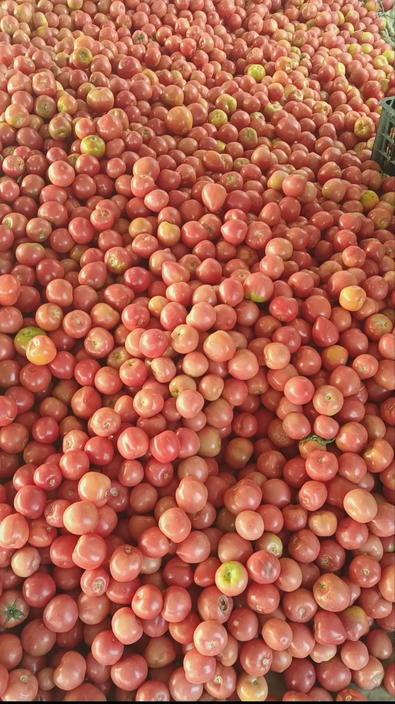 精品西红柿番茄红果粉果产地直发对接电商超市市场