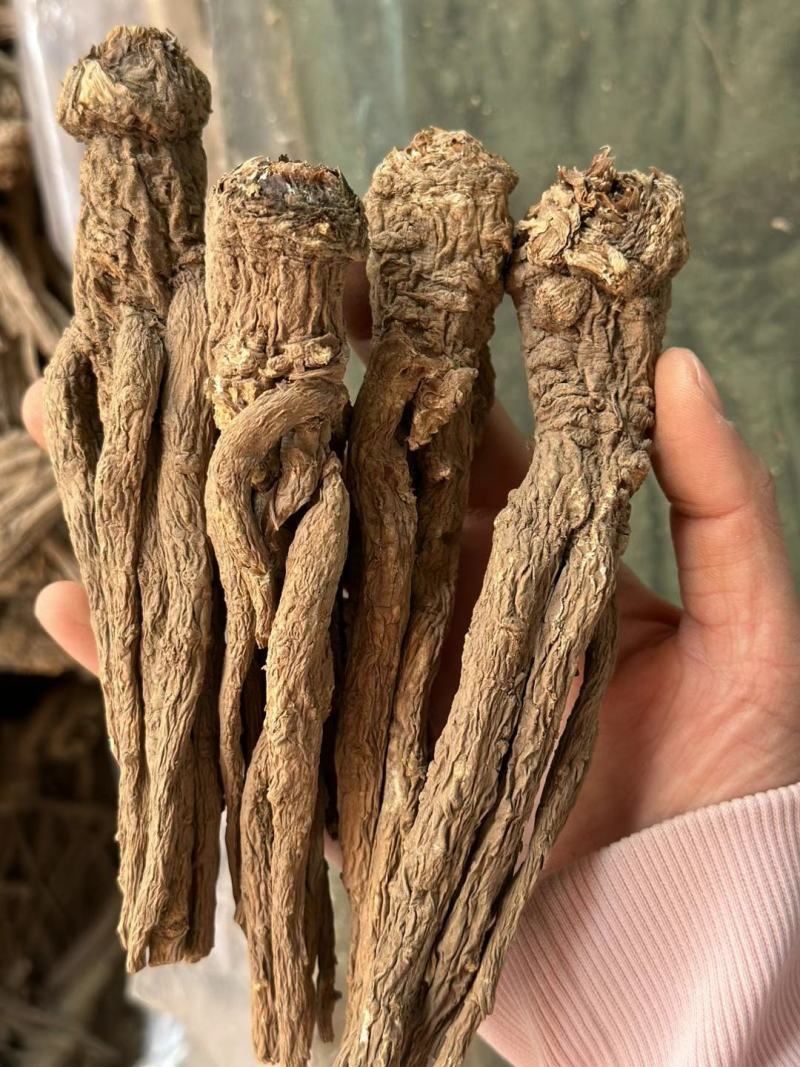 当归甘肃岷县野生全当归头片中药材特级正品一件代发