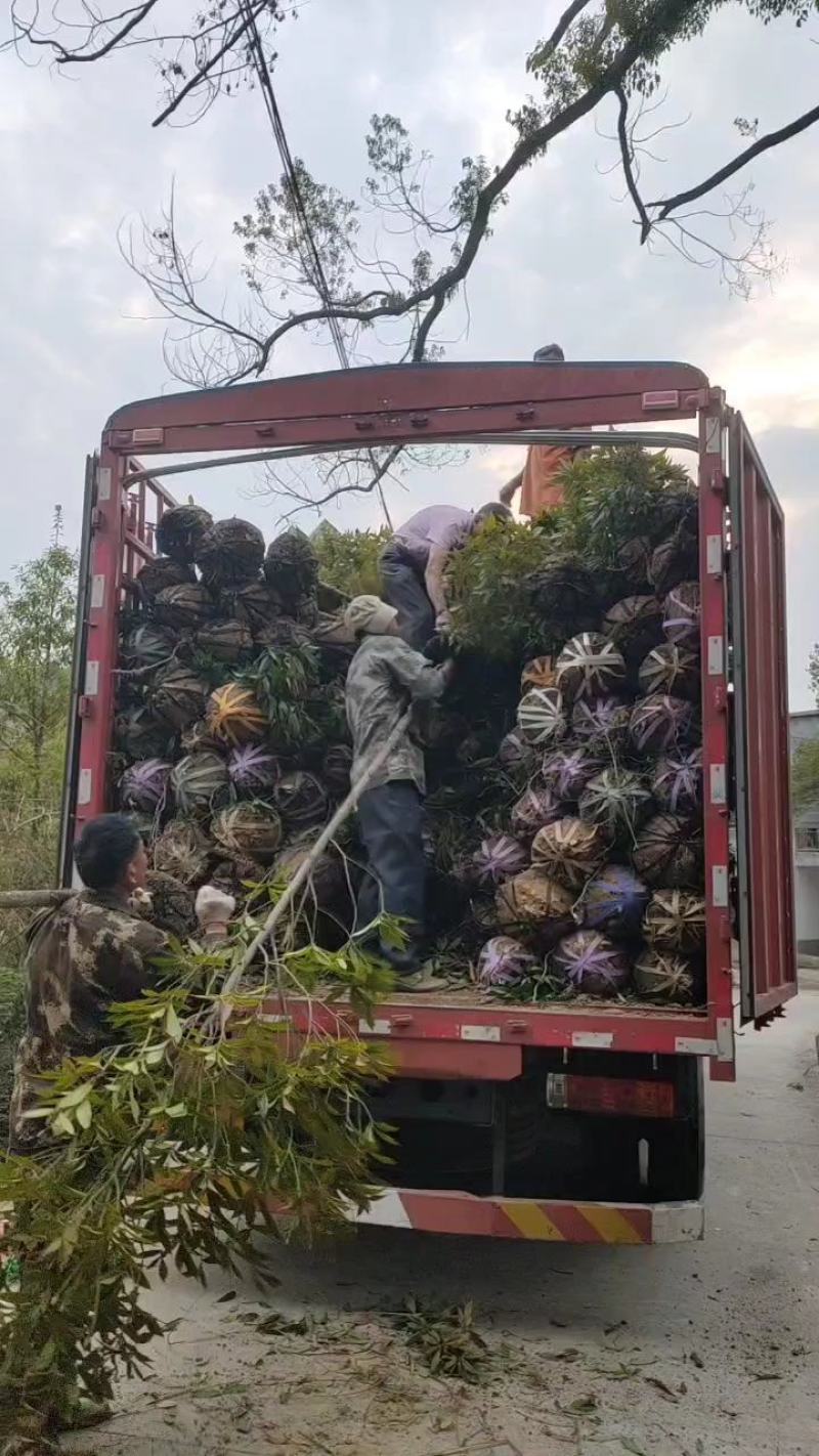 湖南永州金丝楠木树苗批发规格齐全产地直发量大价优
