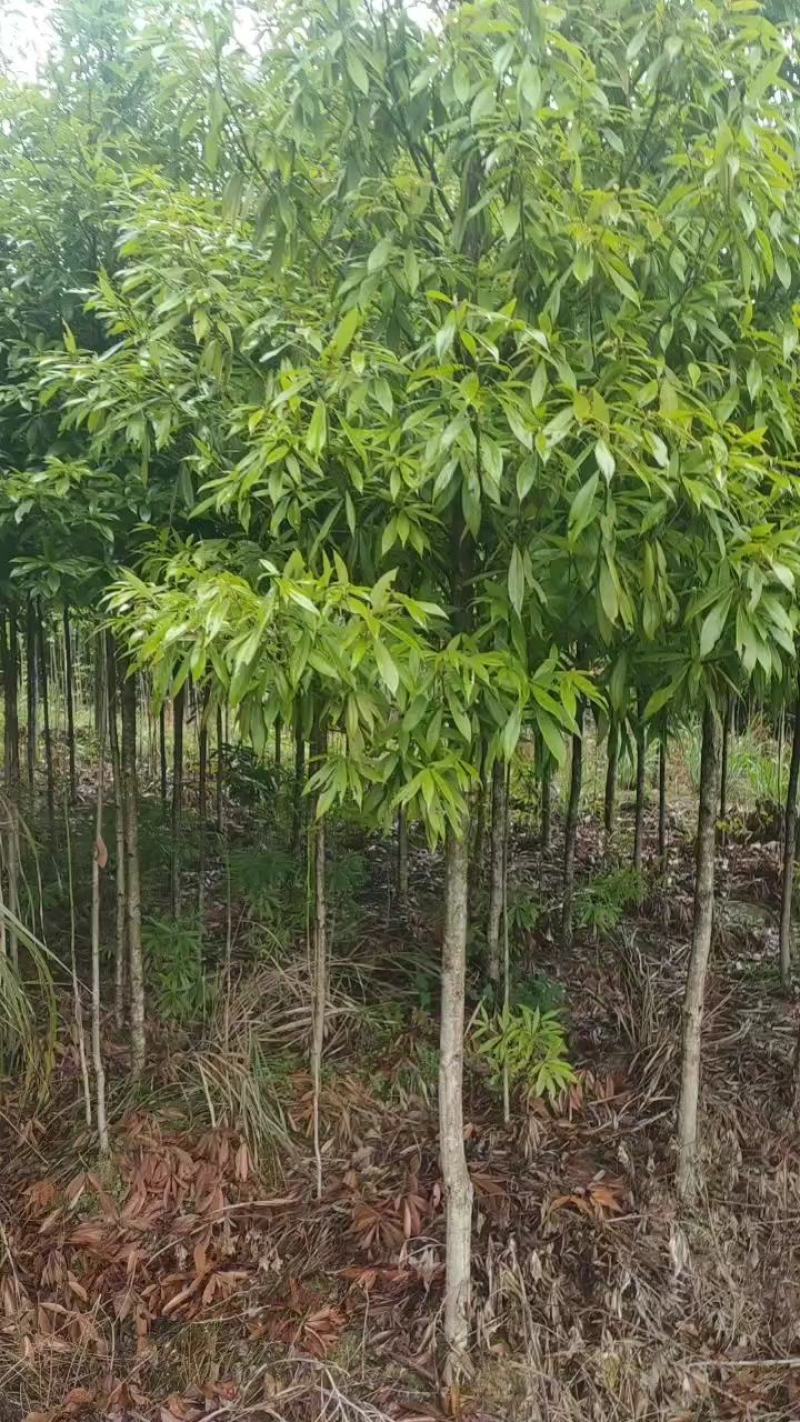 湖南永州金丝楠木树苗批发规格齐全产地直发量大价优