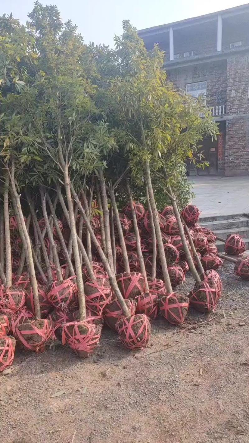 湖南永州金丝楠木树苗批发规格齐全产地直发量大价优