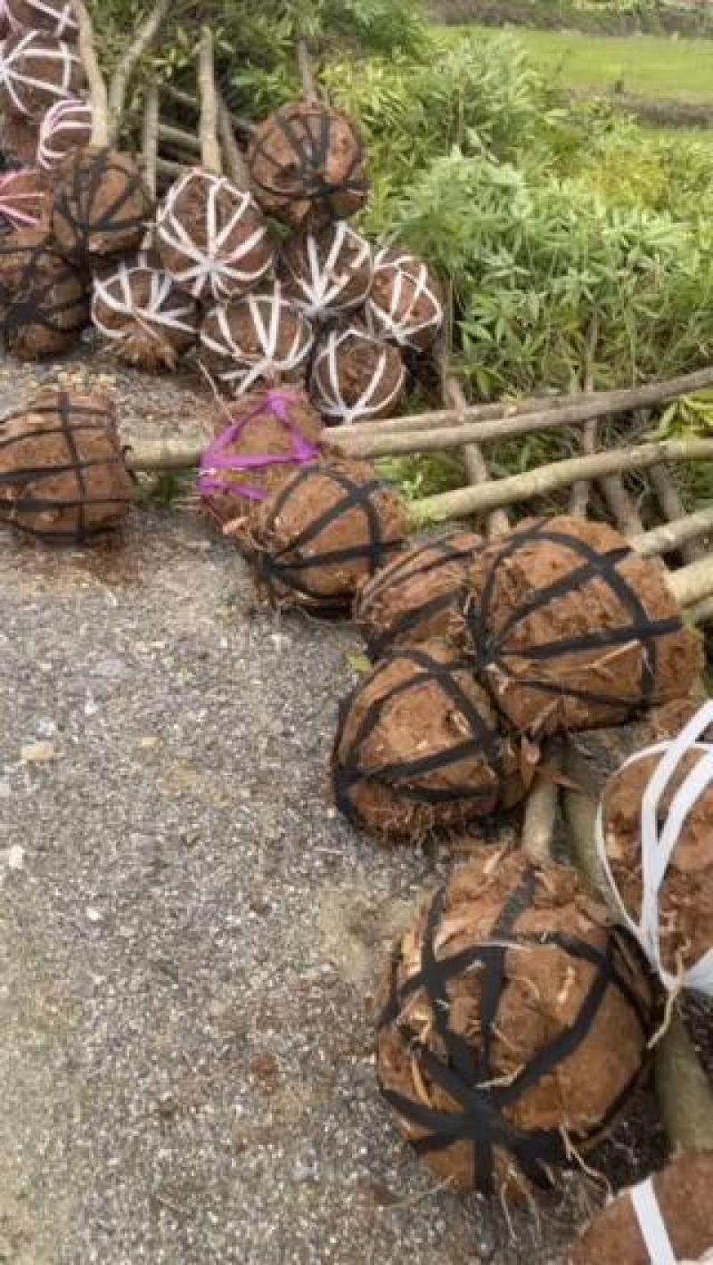 湖南永州金丝楠木树苗批发规格齐全产地直发量大价优