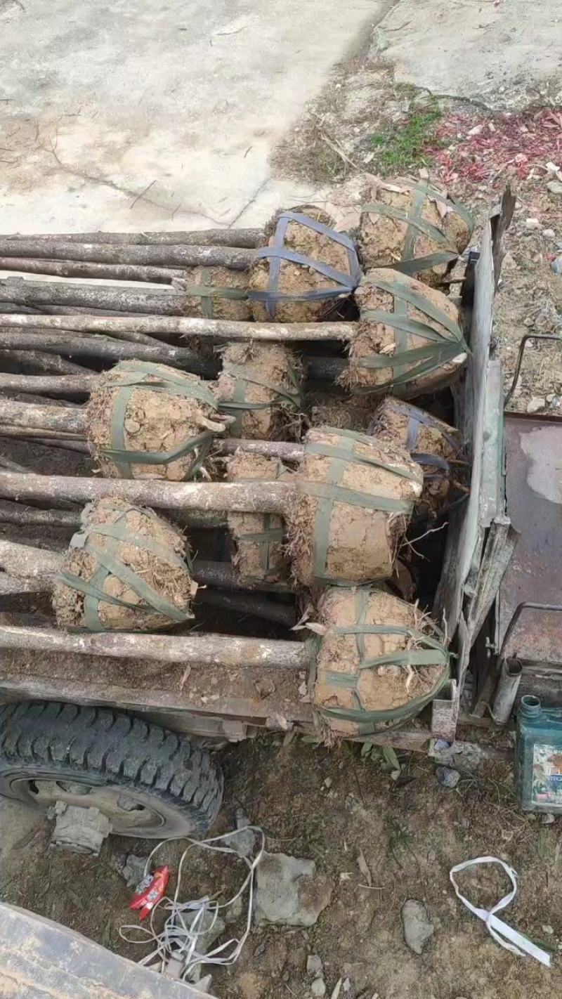 湖南永州金丝楠木树苗批发规格齐全产地直发量大价优