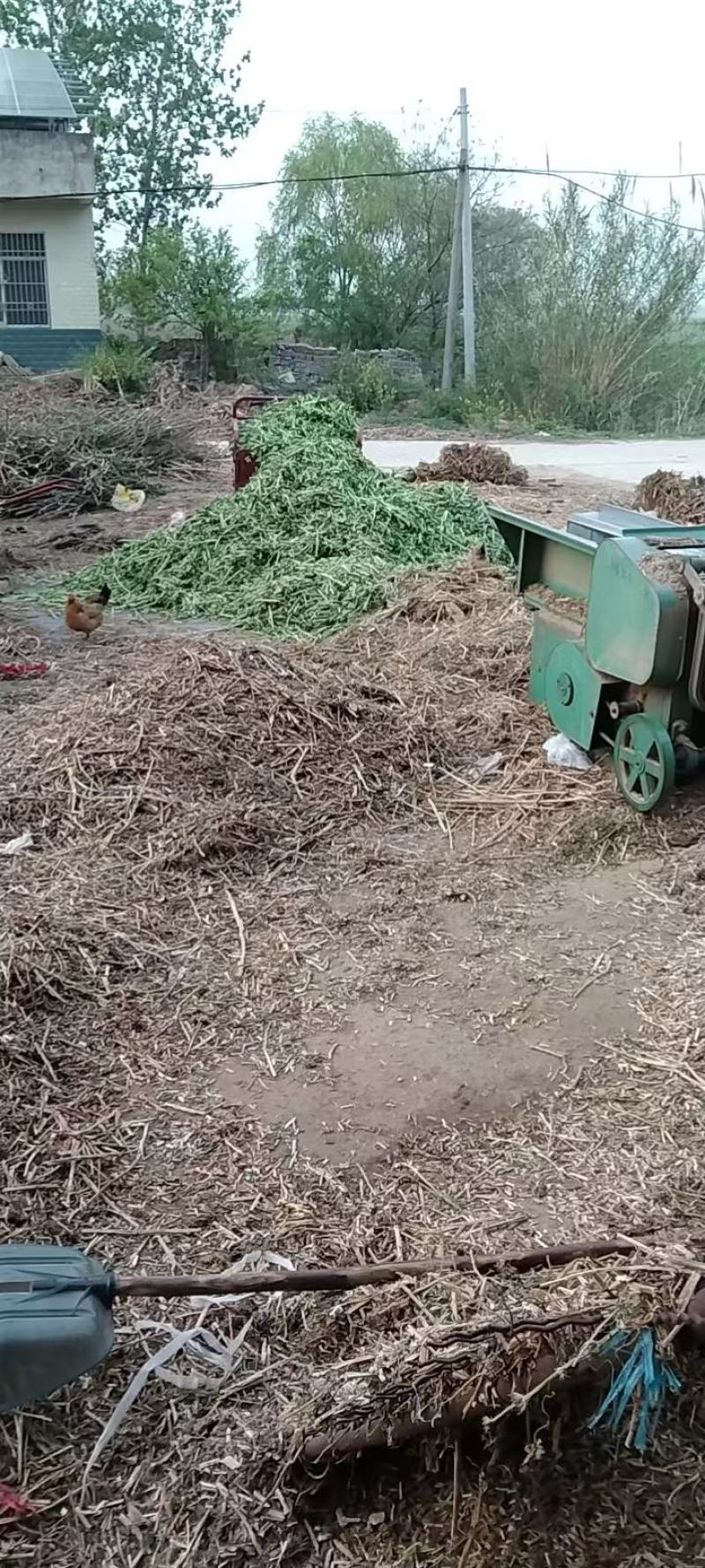 益母草产地货源直供药厂可视频看货基地供应