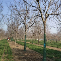 栾树基地现货供应，质优价廉，潢川黄山栾树苗圃直发